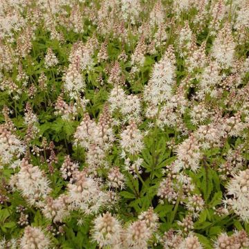 Tiarella Arpeggio - Schaumblüte