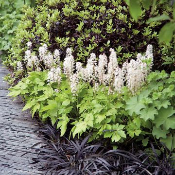 Tiarella Crow Feather - Schaumblüte