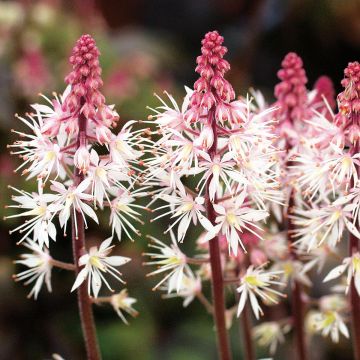 Tiarella Morning Star - Schaumblüte