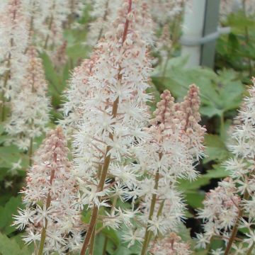 Tiarella Pink Skyrocket - Schaumblüte