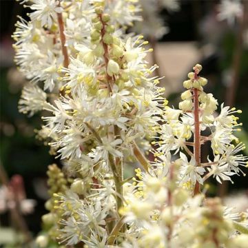 Tiarella cordifolia Brandywine - Wald-Schaumblüte