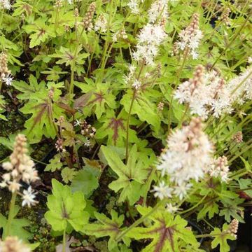 Tiarella cordifolia Mint Chocolate - Wald-Schaumblüte