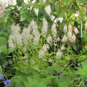 Tiarella cordifolia Moorgrun - Wald-Schaumblüte