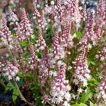 Tiarella cordifolia Pink Brushes - Wald-Schaumblüte