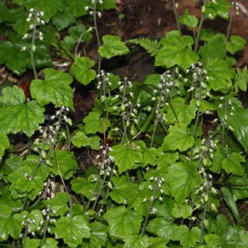 Tiarella polyphylla - Vielblättrige Schaumblume