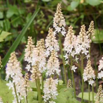 Tiarella cordifolia - Wald-Schaumblüte