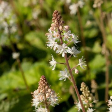 Tiarella wherryi - Wherrys Schaumblume