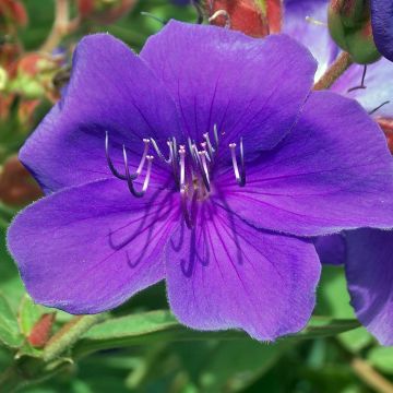 Tibouchina Groovy baby - Tibouchine