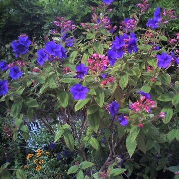 Tibouchina urvilleana - Tibouchine