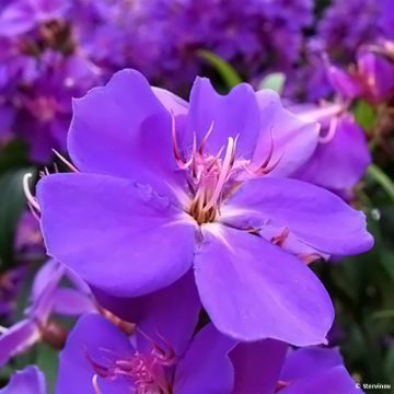 Tibouchina urvilleana Edwardsii - Tibouchine