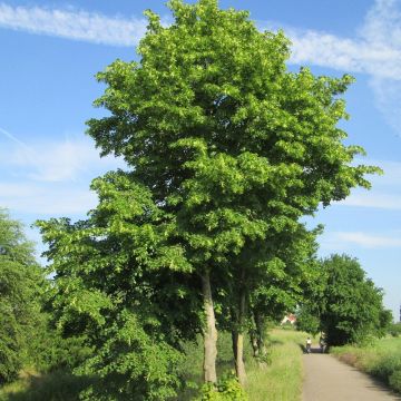 Winter-Linde - Tilia cordata