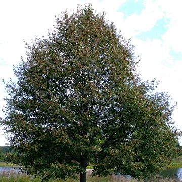 Winter-Linde Greenspire - Tilia cordata