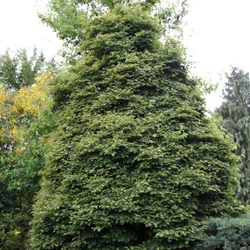 Tilia cordata Lico - Tilleul à petites feuilles