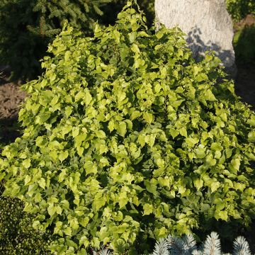 Winter-Linde Monto - Tilia cordata