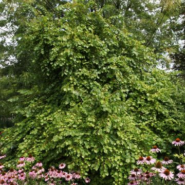 Winter-Linde Kronenberg - Tilia cordata