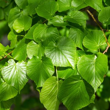 Winter-Linde Simone - Tilia cordata