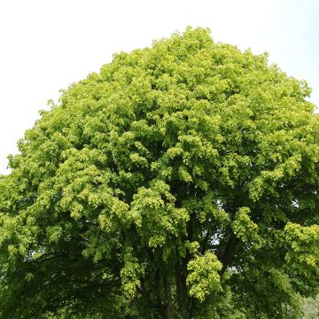 Holländische Linde Wratislaviensis - Tilia europaea