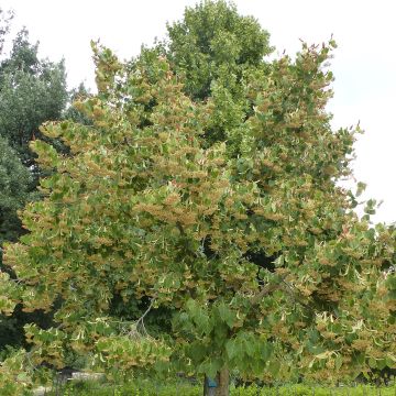 Henrys Linde - Tilia henryana