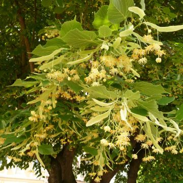 Tilleul à grandes feuilles - Tilia platyphyllos Rubra