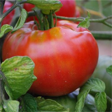 Tomate Altaisky Bio