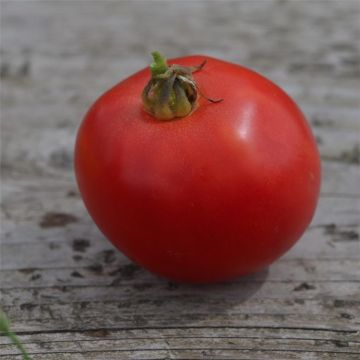 Tomate Arkansas Traveler Bio