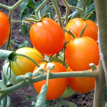 Tomate Auriga Bio