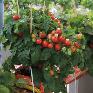 Tomate Pendulina Red