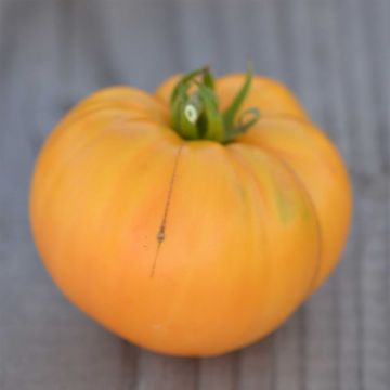 Tomate Big White Pink Stripes Bio