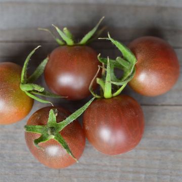 Kirschtomate Black Cherry Bio