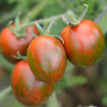 Tomate Black Zebra Cocktail Bio