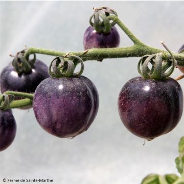 Tomate Bosque Blue Bio