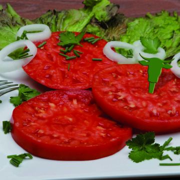 Tomate Buffalo Steak F1 en plants