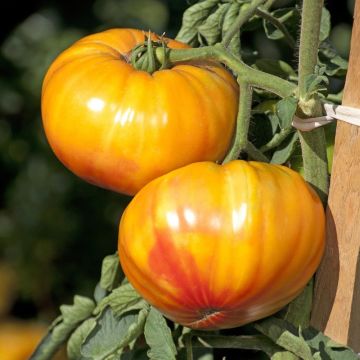 Tomate Buffalo Sun en plants