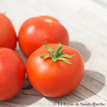 Tomate Maja Bio