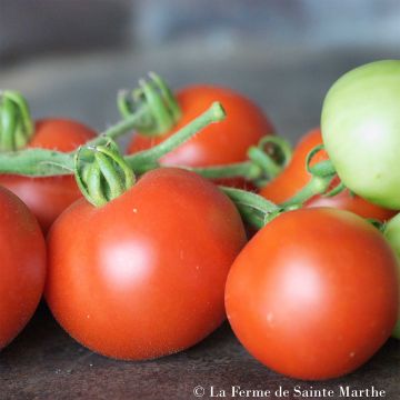 Tomate Casaque Rouge Bio