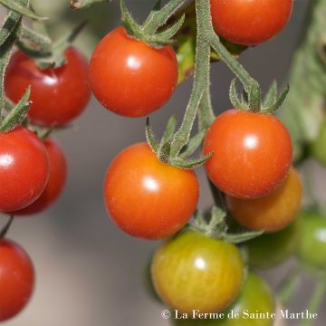 Kirschtomate Cerisette Lylia Bio