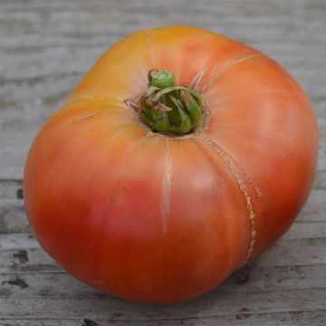 Tomate Cherokee Purple Bio