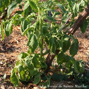 Tomate Chile Verde Bio