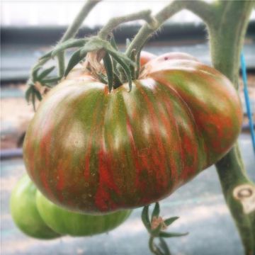 Tomate Chocolate Stripes Bio