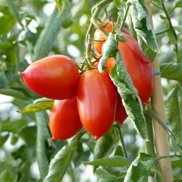 Tomate Colibri F1 (Veredelte Tomate)