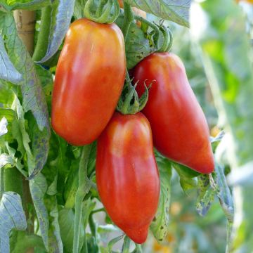 Fleischtomate Andine Cornue (Veredelte Tomate)