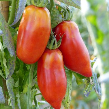 Tomate Cornue des Andes