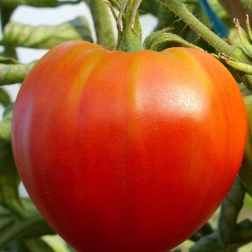 Fleischtomate Cuor di Bue B Bio