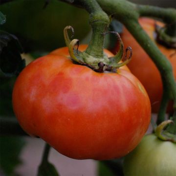 Tomate Delicate Bio