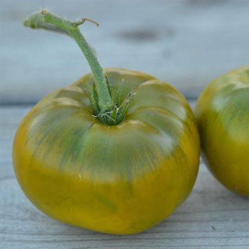 Tomate Emerald Evergreen Bio