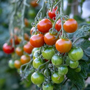 Kirschtomate Gardener's Delight (BIO Samen)