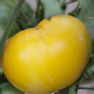 Tomate Great White Beefsteak Bio