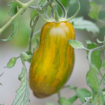 Tomate Green Sausage Bio