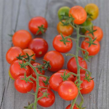 Tomate Groseille Rouge Bio