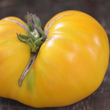 Tomate Huge Lemon Oxheart Bio